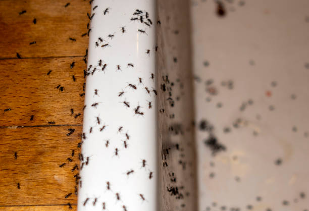 Pest Control Cost in Warm Springs, CA