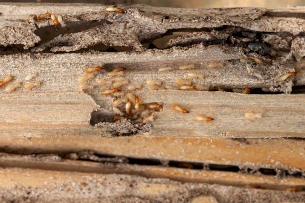 Best Commercial Pest Control Services  in Warm Springs, CA